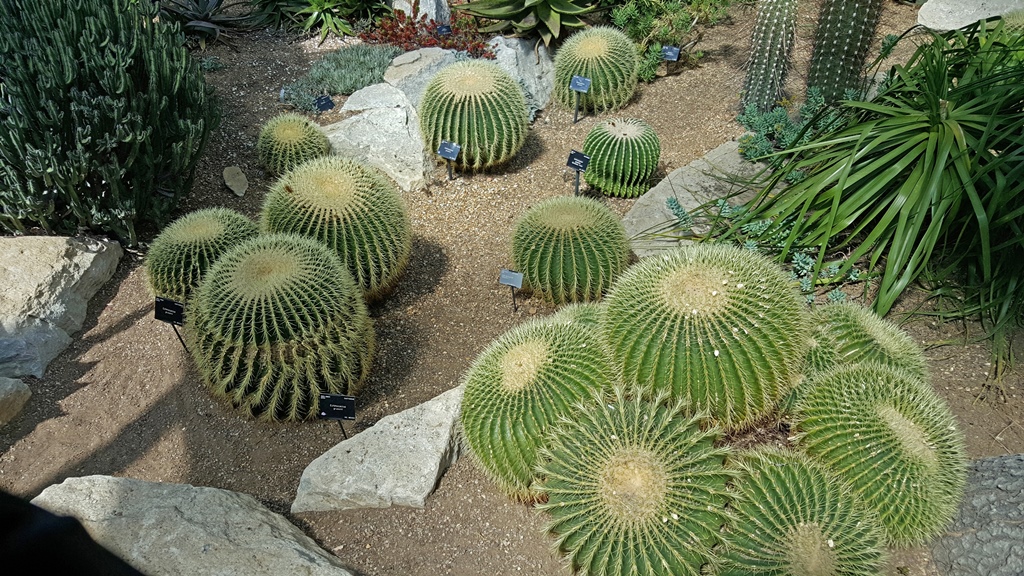 Echinocactus Grusonii or 'Golden Barrel Cactus'